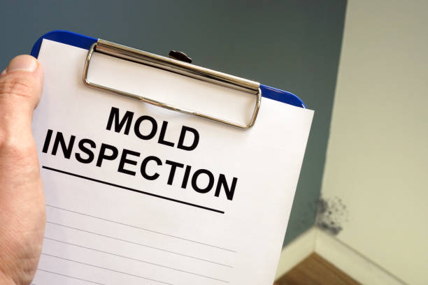 Best Black Mold Removal  in Sycamore, GA